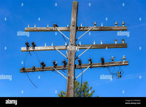 Old Wooden Power And Telegraph Pole With Blue Sky Behind Three