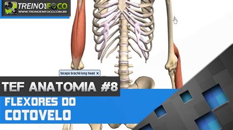 Treino Em FOCO Anatomia 8 Flexores Do Cotovelo YouTube