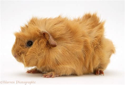 Red Abyssinian Guinea pig photo - WP15182