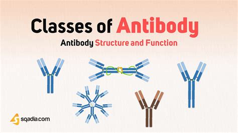 Antibody Structure And Function