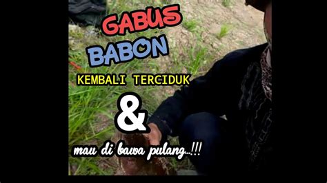 Kegiatan Di Kampung Casting Ikan Gabus Dapat Ikan Gabus Babon Kg Lebih