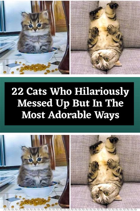 22 Cats Who Hilariously Messed Up But In The Most Adorable Ways Artofit