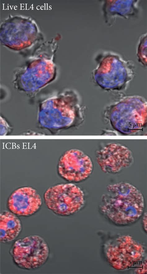 Icbs El Characterization A Size And Morphology Of Live El Cells