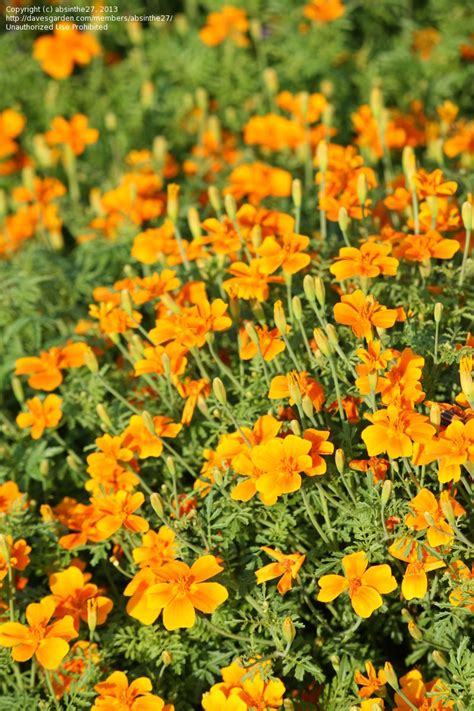 Plantfiles Pictures Tagetes Signet Marigold Tangerine Gem Tagetes