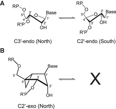 Coupling Between Conformational Dynamics And Catalytic Function At The