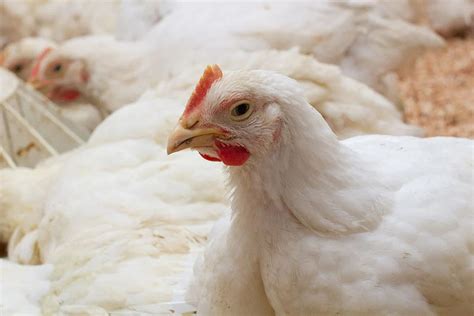 How To Feed Meat Chickens The Happy Chicken Coop