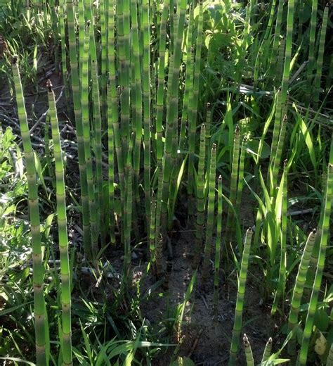 Plants That Look Like Bamboo Plants BR