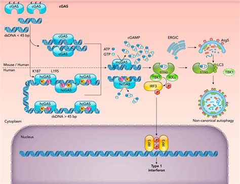 Dna Sensing In The Innate Immune Response Physiology