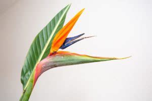 Comprendre Pourquoi Les Feuilles De Votre Strelitzia Deviennent Brunes