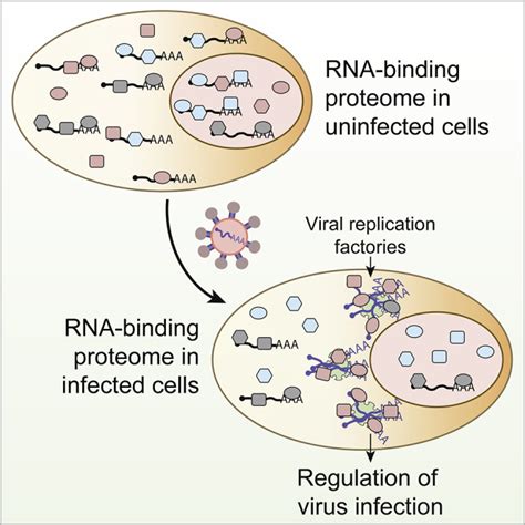 System Wide Profiling Of Rna Binding Proteins Uncovers Key Regulators