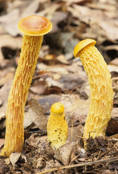 Boletellus Betula Shaggy Stalked Bolete” In 2023 Stuffed Mushrooms