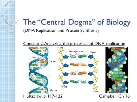 Ppt The “central Dogma Of Biology Powerpoint Presentation Id6878271