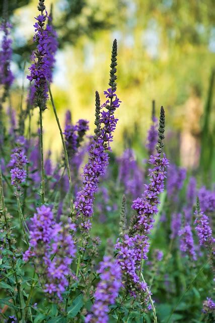 I Ek Botanik Loosestrife Pixabay De Cretsiz Foto Raf Pixabay