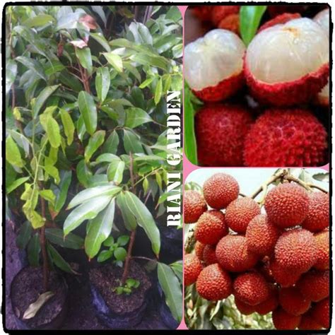 Jual Gpr Bibit Buah Leci Lychee Shopee Indonesia