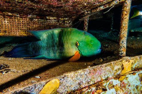 Nadada De Los Pescados Que Sorprende En El Mar Rojo Imagen De Archivo