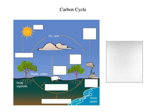 Diagram Of The Carbon Cycle Quizlet