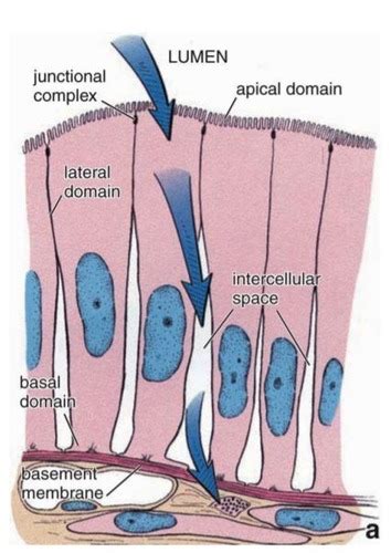 Histology Lecture 3 Tissues And Epithelial Tissue Flashcards Quizlet