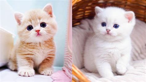 Top 999+ baby cat images – Amazing Collection baby cat images Full 4K