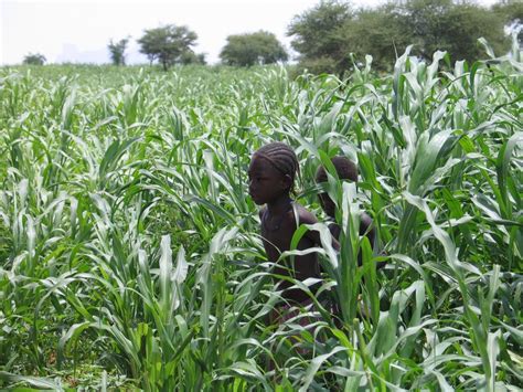 Free Images Farm Lawn Flower Food Produce Crop Africa