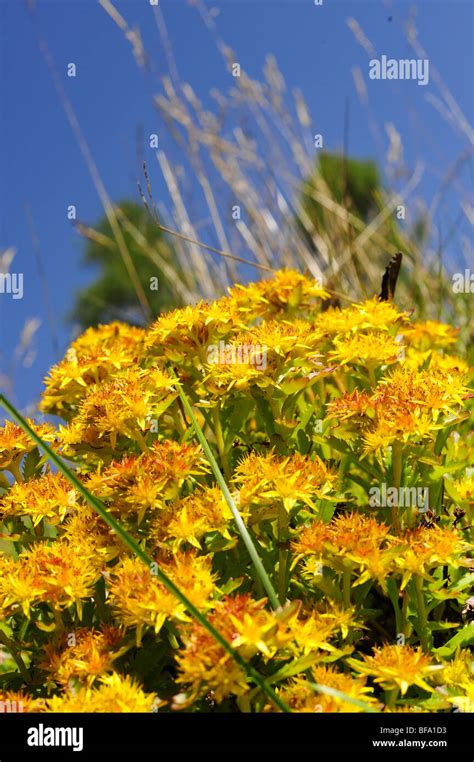 Yellow Alpine Flower Stock Photo Alamy