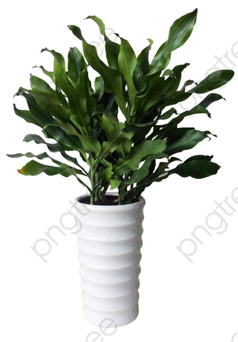 Philippines Tieshu Iron Thread Evergreen Shrub Houseplants Png