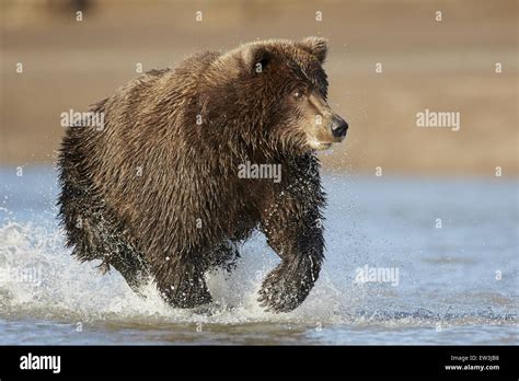 Grizzly Bear Ursus Arctos Horribilis Adult Running Through Coastal