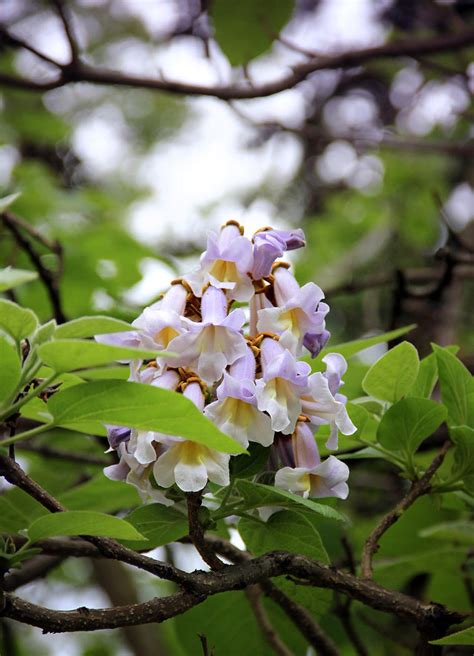 Paulownia flowers by lapis-lazuri on DeviantArt