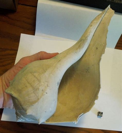 Floridas Bone Valley Fossil Whelk Shell