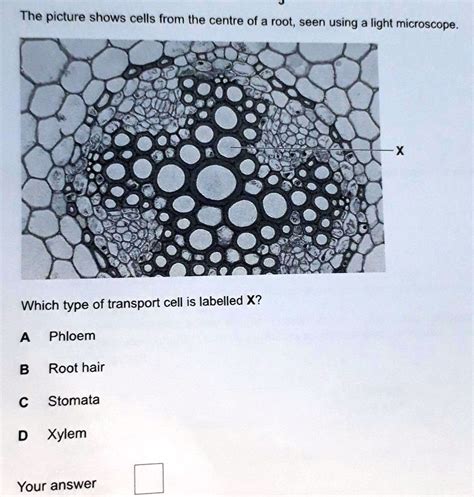 Xylem Cell Microscope