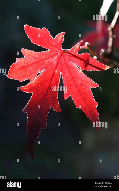 Maple Leaf Acer Palmatum Osakazuki Stock Photo Alamy