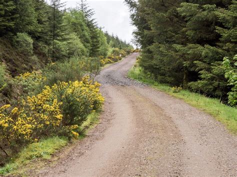 Ruta Forestal Con Argelia Florida Argyll Scotland Foto De Archivo