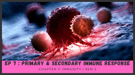 Chapter 11 Ep 7 Sem 2 Primary And Secondary Immune Response