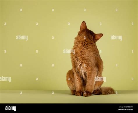 Cute Sorrel Somali Cat Kitten Sitting Up Facing Front Looking Over