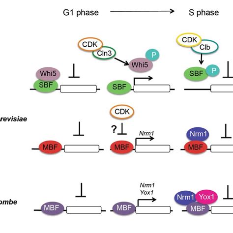 Pdf Cell Cycle Regulated Transcription And Genome Integrity In Yeast