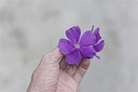 Premium Photo Cropped Hand Holding Purple Flower Outdoors