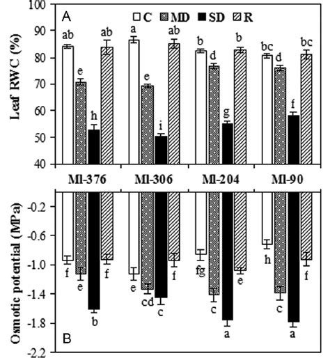 Leaf Relative Water Content Rwc A And Osmotic Potential B In Four Download Scientific