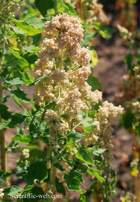 Chenopodium quinoa