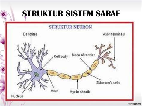 Sistem Saraf