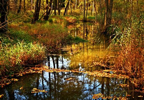 Fotos Gratis Paisaje Rbol Agua Naturaleza Bosque Arroyo