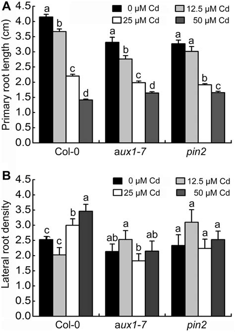 Effects Of Cd Stress On Root Architecture In Arabidopsis Seedlings