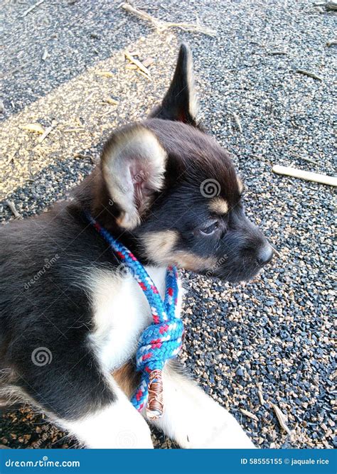 Chihuahua German Shepherd Mix Puppies