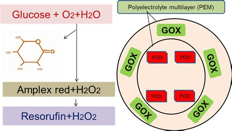 Two enzymes glucose oxidase (GOx) and peroxidase (POD) were immobilized... | Download Scientific ...