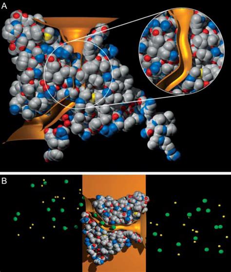 Conduction Mechanisms Of Chloride Ions In Clc Type Channels