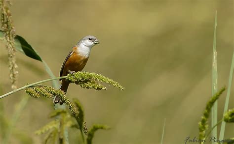 Capuchino Garganta Blanca Marsh Seedeater Sporophila Pa Flickr