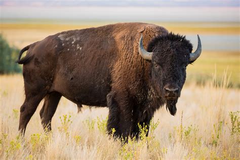 Turista embriagado é preso após chutar bisão em Yellowstone nos EUA