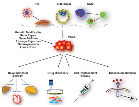 Stem Cell Isolation And Culture Services Creative Bioarray