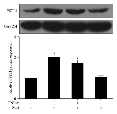 Fstl1 Expression Is Regulated By Tnf α In 3t3 L1 Adipocytes