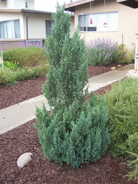 The Minute Gardener Photo Blue Point Juniper Juniperus Chinensis