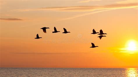 Birds Fly In The Sky At Sunset Stock Image - Image of heavens, sunset ...