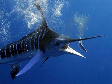 Striped marlin Top Speed - speedsdb.com